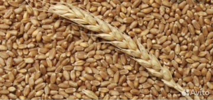 Твердая пшеница