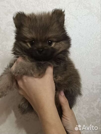 Шпицы мишки