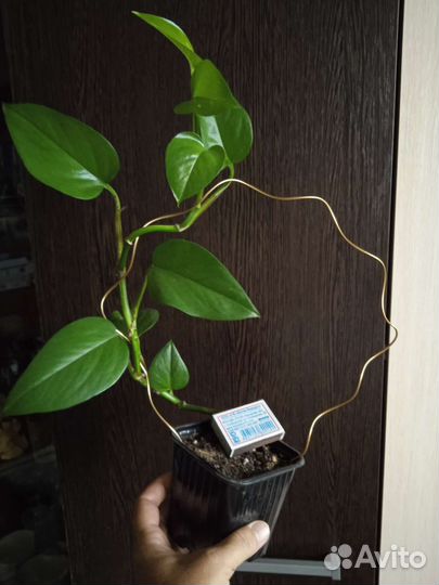 Сциндапсус