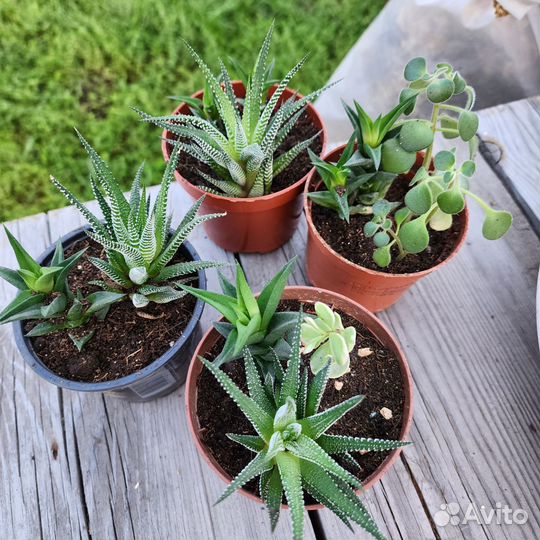 Комнатные цветы