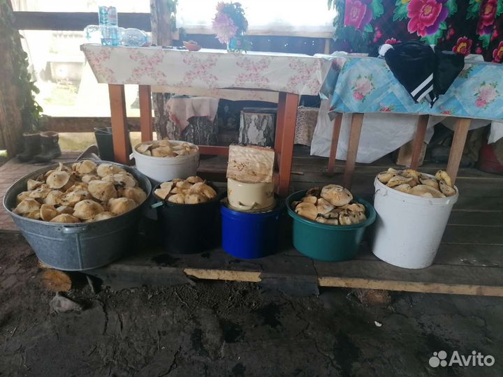 Грузди сырые