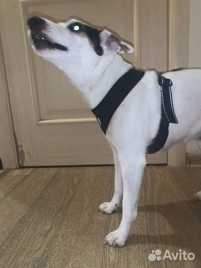 Шлейка для собаки L