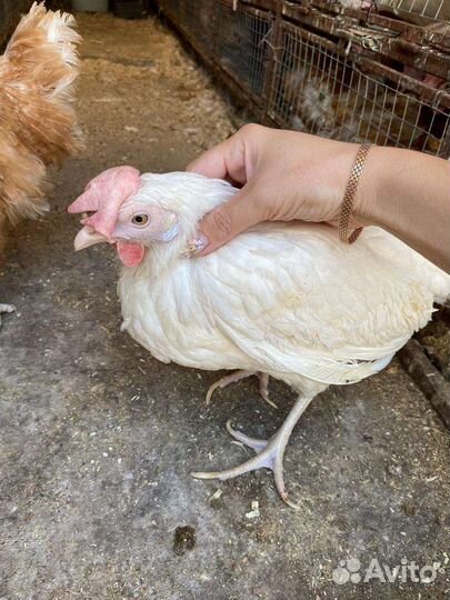 Белые несушки)