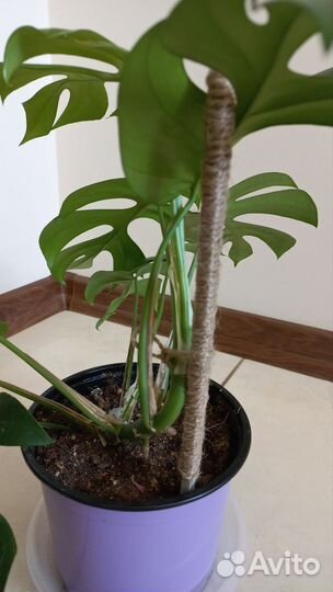 Монстера Рафидофора