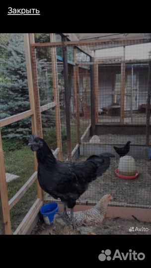 Петух Ухейилюй