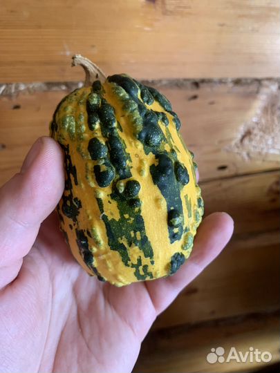 Тыква декоративная