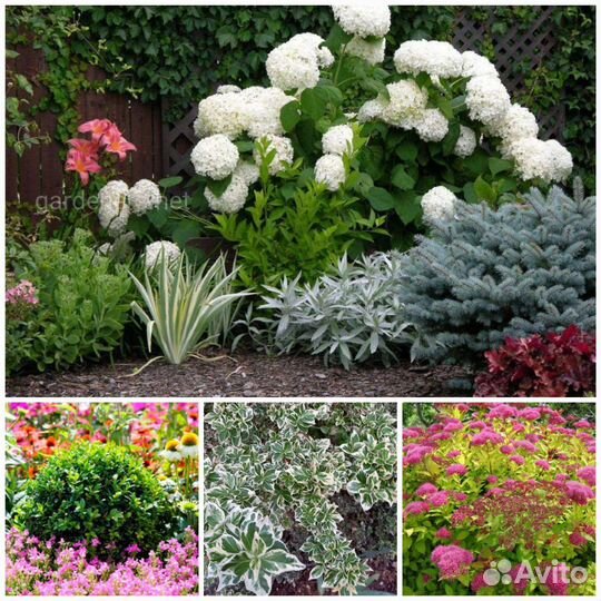 Декоративные кустарники на посадку