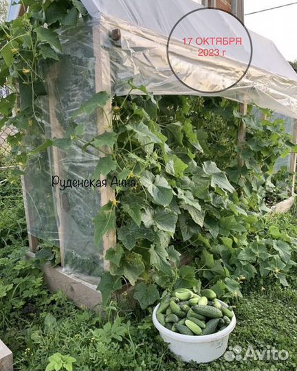 Семена огурцов из СССР