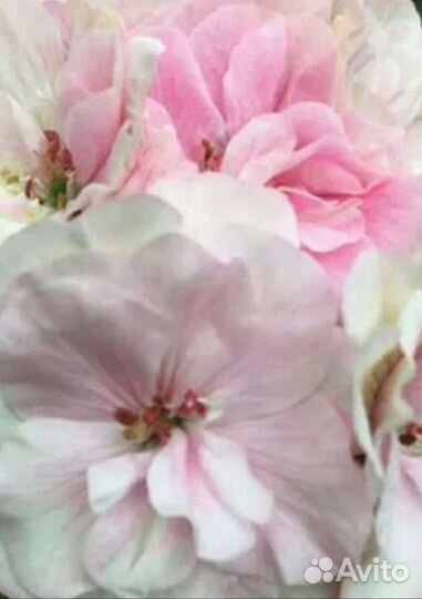 Пеларгония сортовая