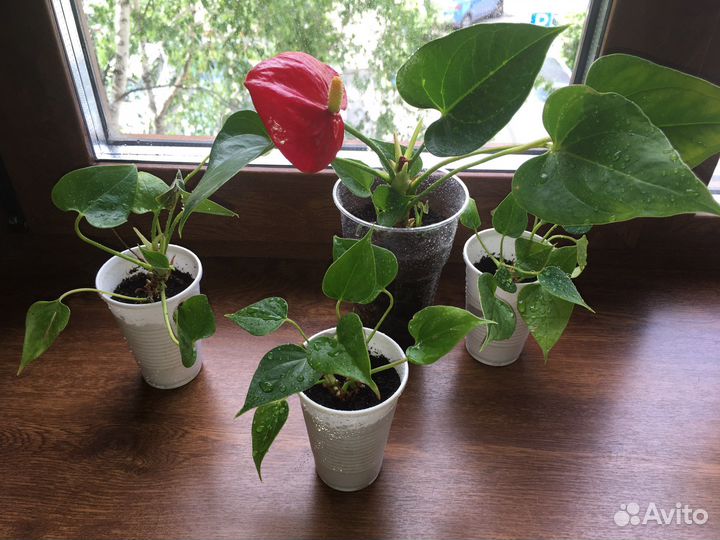 Комнатные растения цветы