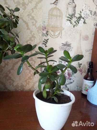 Денежное дерево толстянка