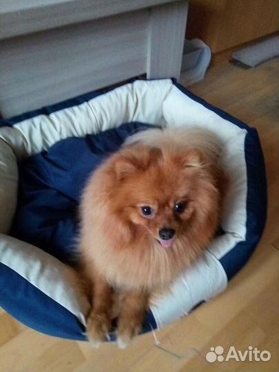 Домашняя передержка животных В Южном Бутово