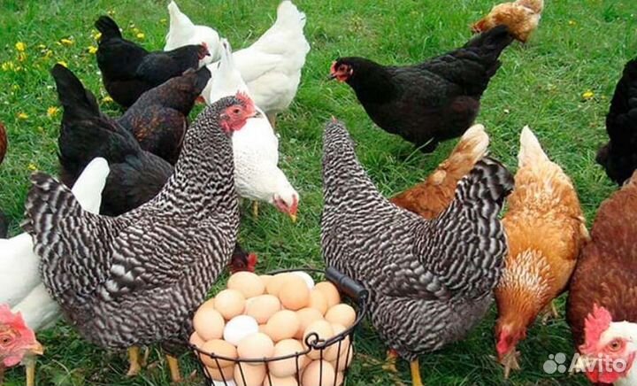 Инкубационное яйцо