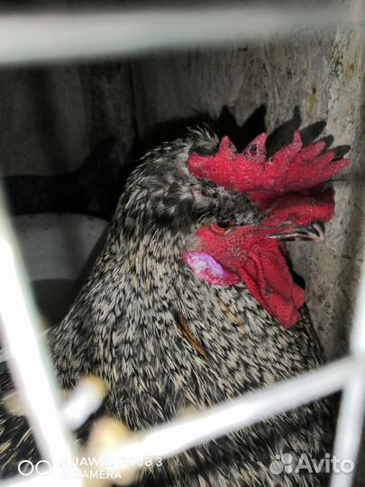 Петухи русская хохлатая, лососевая загорская