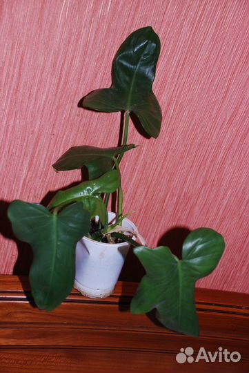 Комнатные растения