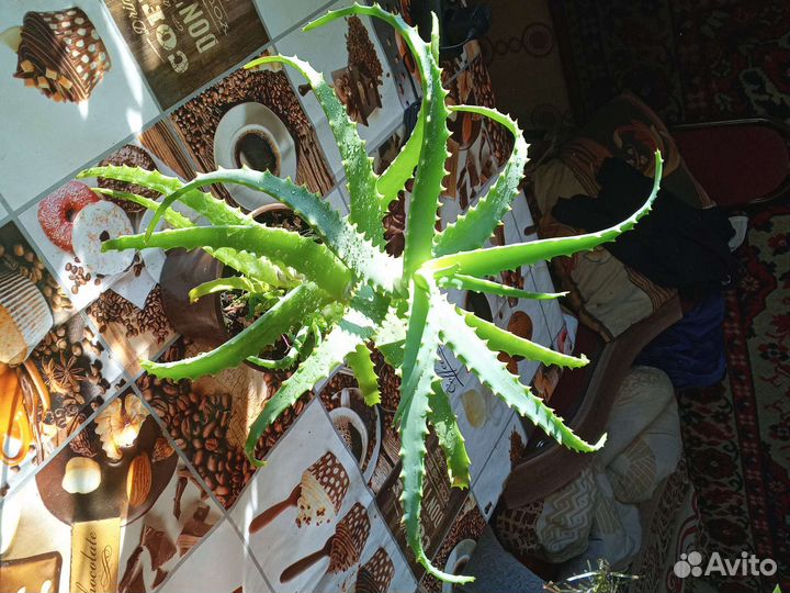 Комнатные цветы