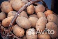 Картофель крупный титан