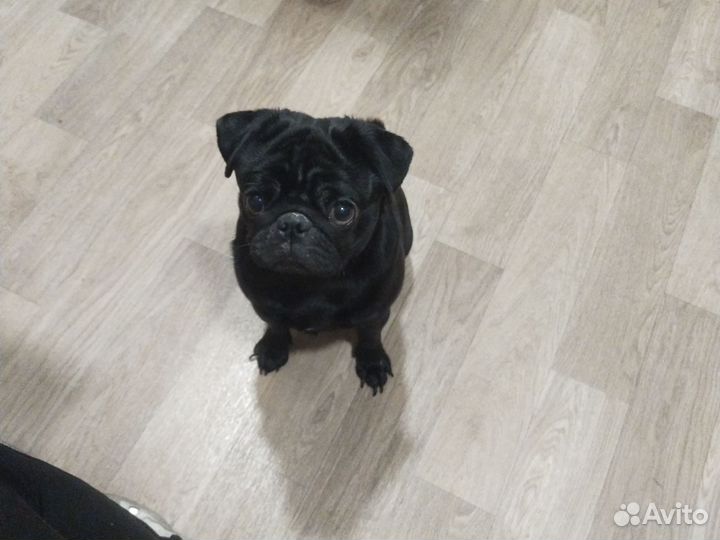 Черный мопс