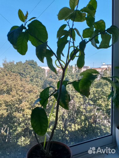 Лимон Югославский