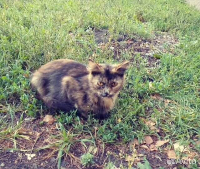 Кошечка в добрые руки