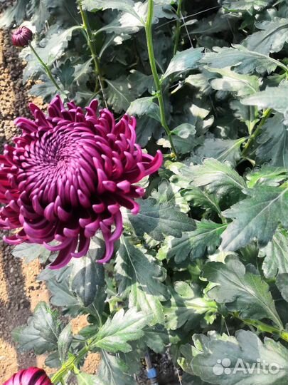 Хризантемы