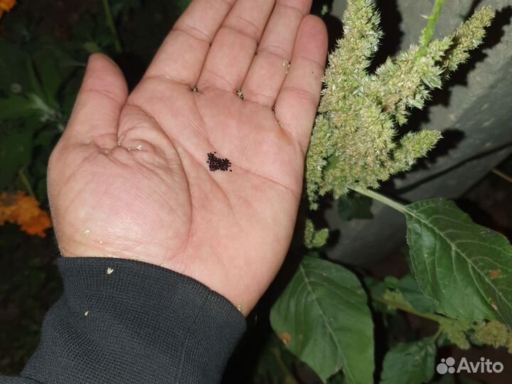 Зерновые отходы