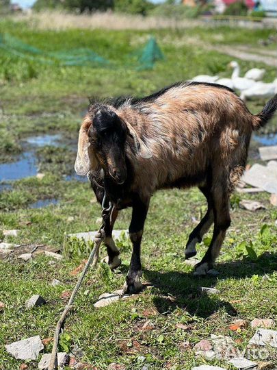 Вязка козел