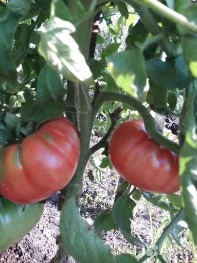 Сызранские томаты и огурцы