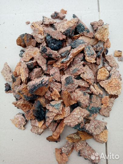 Чага березовая (трутовик скошенный)