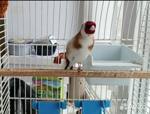 Птица щегол