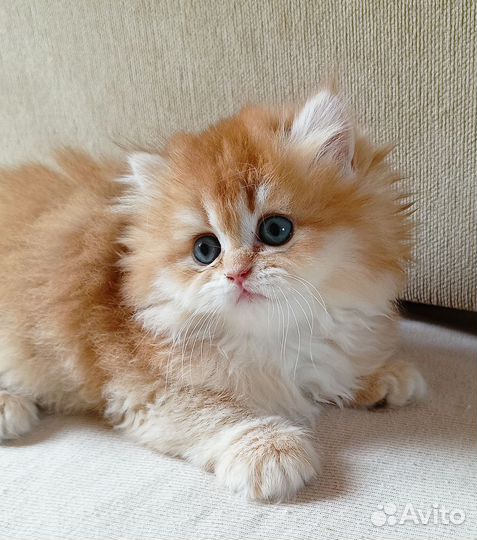 Британский котик в разведение