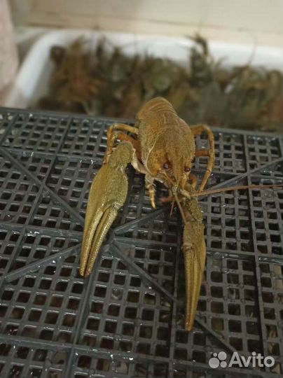 Живые раки, вареные