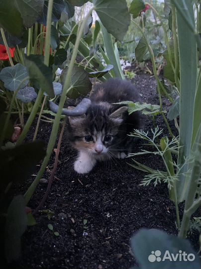 Кошечка 1 месяц