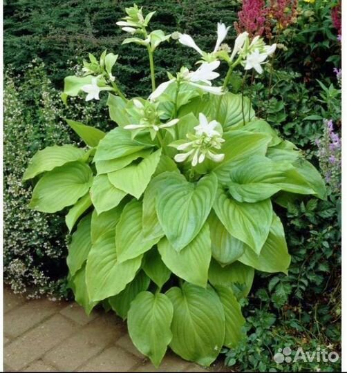 Хоста растение для сада