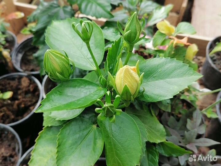 Гибискус жёлтый и красн махровый