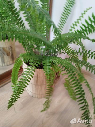 Папоротник