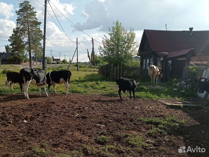 Продам 2 нетели