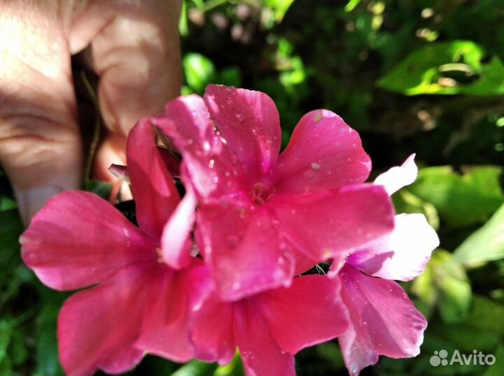 Флокс садовый многолетка