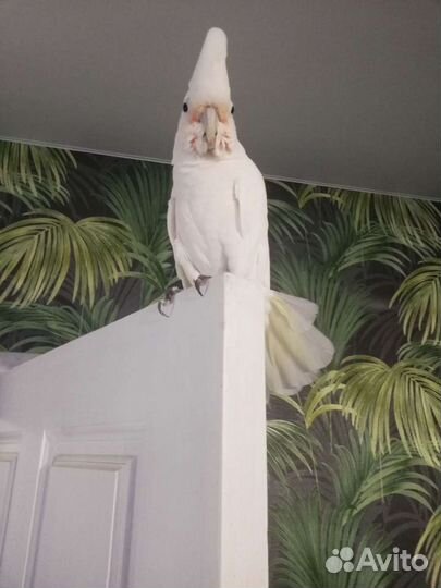 Домашняя передержка