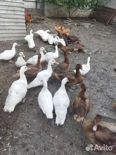 Мускусные утки