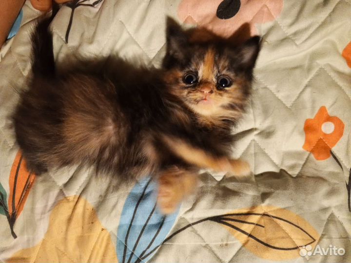 Котята