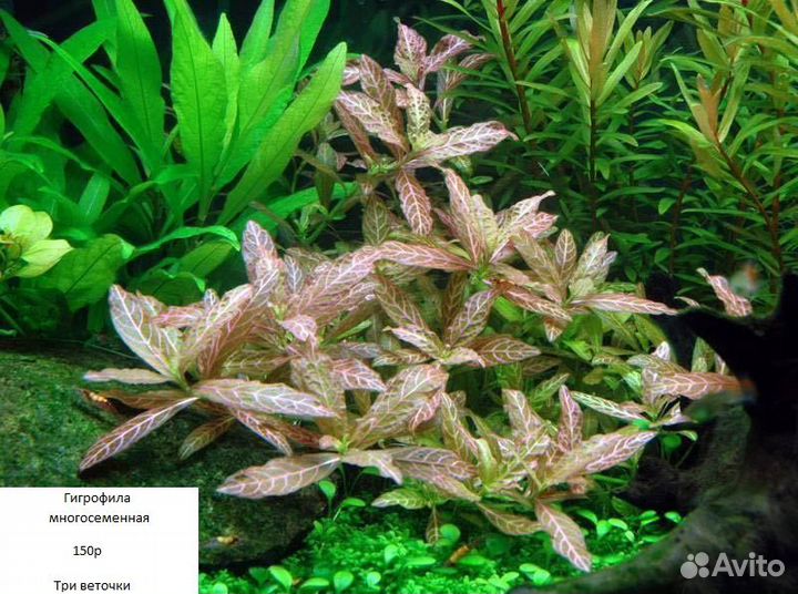 Аквариумные растения и креветки