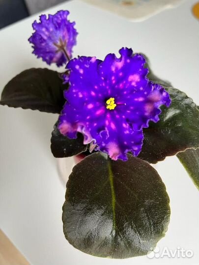 Сортовые фиалки