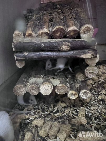 Бамбуковая мышь