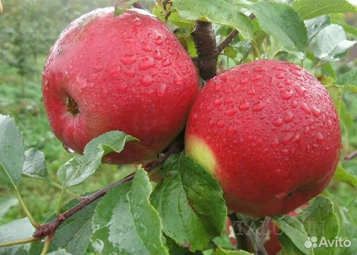 Яблоня Лигол саженцы