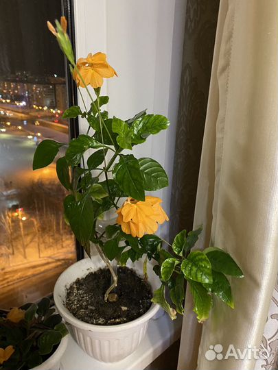 Кроссандра