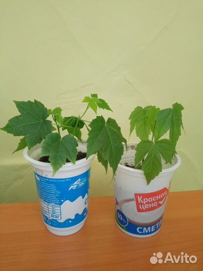 Абутилон, домашний клён