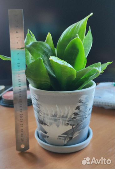 Сансевиерия ханни детки 50р