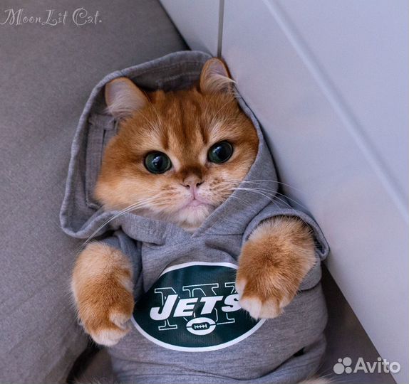 Фотограф анималист