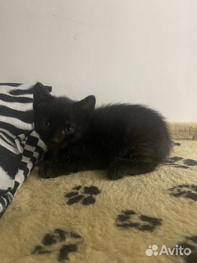 Кошка в дар